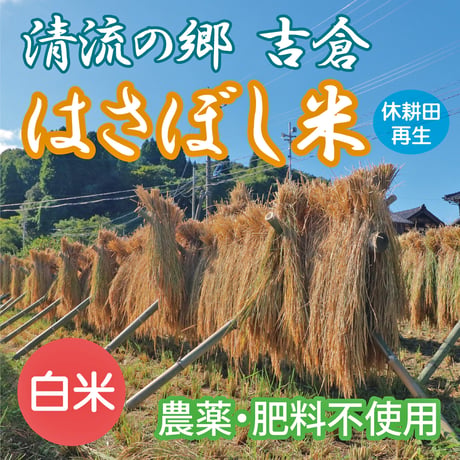 2025年産・清流の郷吉倉 はさぼし米（白米）