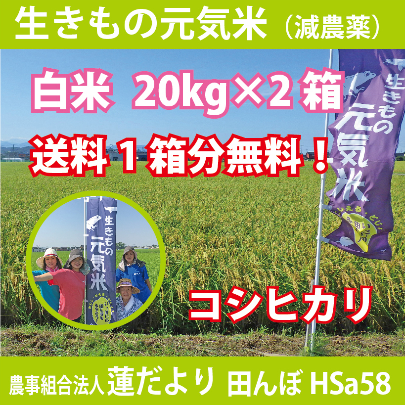 海外直送品 コシヒカリ白米20kg×2 | lasgranadasoaxaca.com