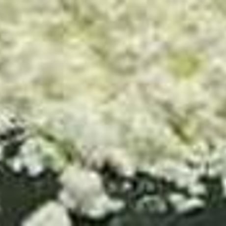 酸化セリウム 50g 1μ 99.99％ 原体 粉末 Cerium CeO2