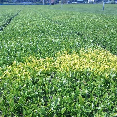 【実生 在来茶】煎茶