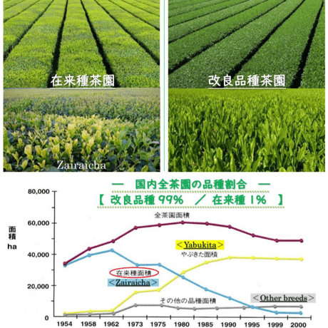【実生 在来茶】初摘み 特上新茶〈唐津七山・手漉和紙ギフトボックス入り〉