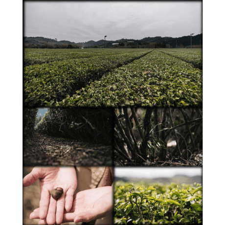 【実生 在来茶】上煎茶