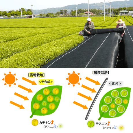 老舗和菓子店コラボ「在来挽茶入り葛ようかん× 3個」＋ 上新茶セット【※1セットのみのご注文】