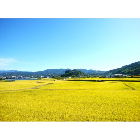 7年産 楠森堂のお米「ひのひかり」2kg 【完売しました】