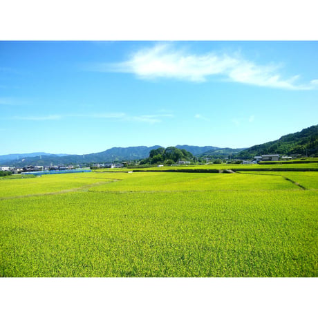 7年産 楠森堂のお米「ひのひかり」2kg 【完売しました】