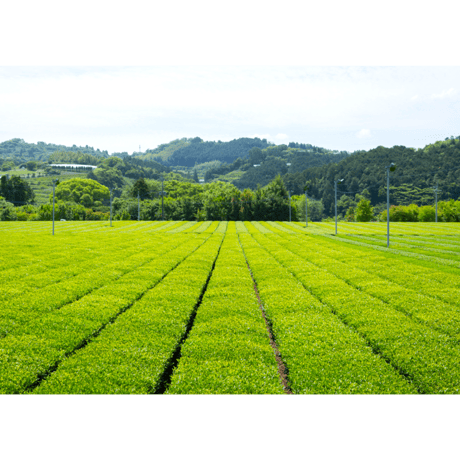 【実生 在来茶】上煎茶