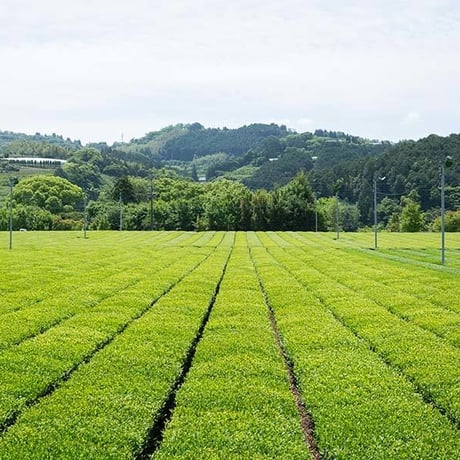 【実生 在来茶】粉茶〔量に限りがございます ※数量限定販売〕