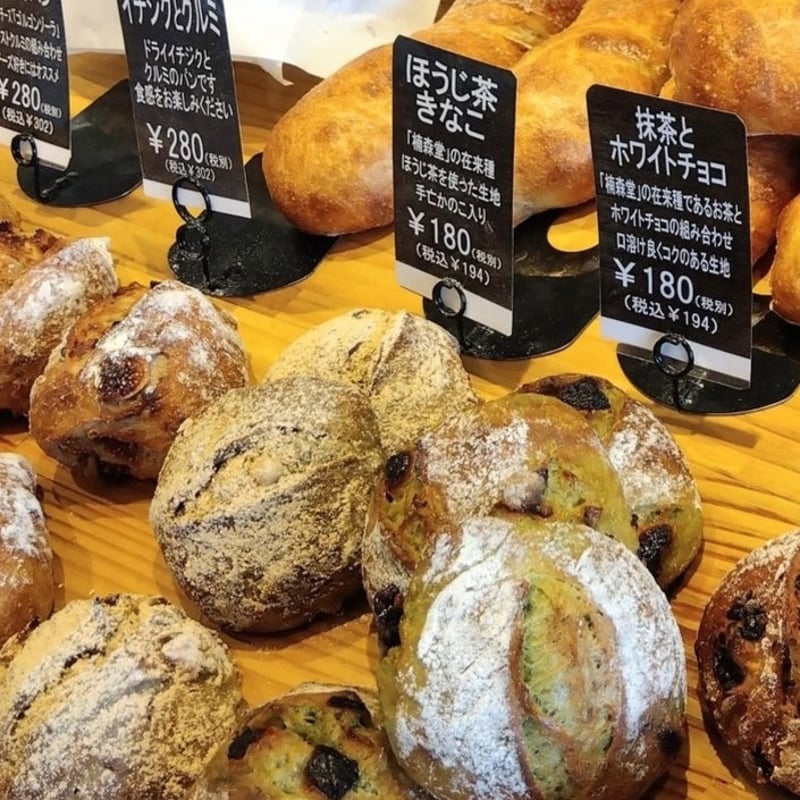 クロモジ株立ち /302 クロモジ株立ち（3本立ち程度）樹高1.5～1.6m根