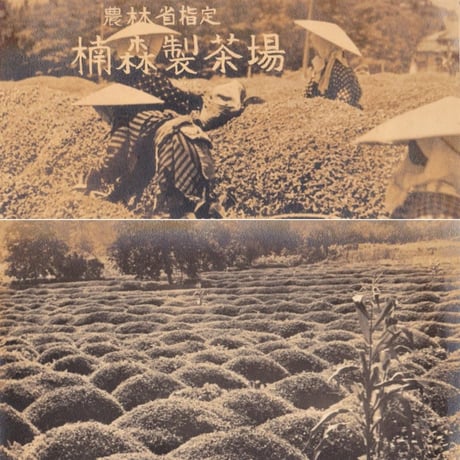 【実生 在来茶】特上煎茶