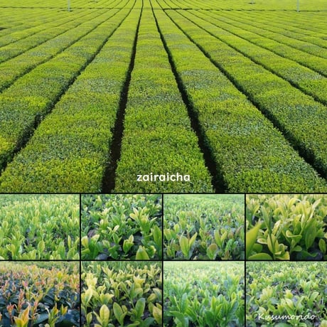 【実生 在来茶】初摘み 特上新茶〈唐津七山・手漉和紙ギフトボックス入り〉