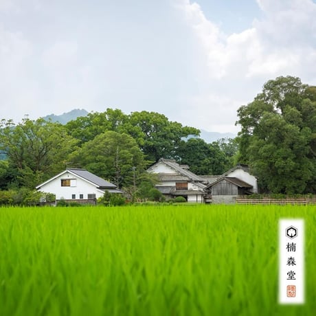 【実生 在来茶】上新茶