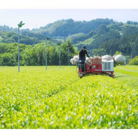 【実生 在来茶】玄米茶