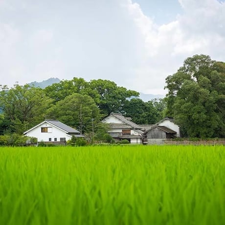 【実生 在来茶】玄米茶