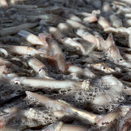 するめいか一夜干し
