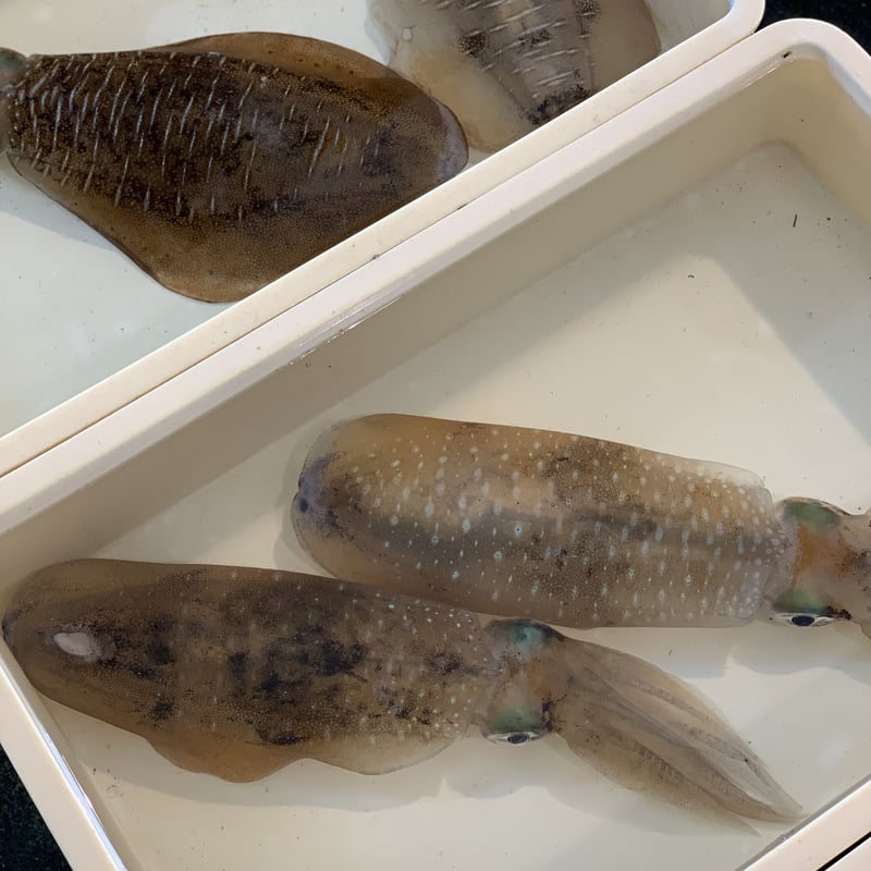 あおりいか | つりや