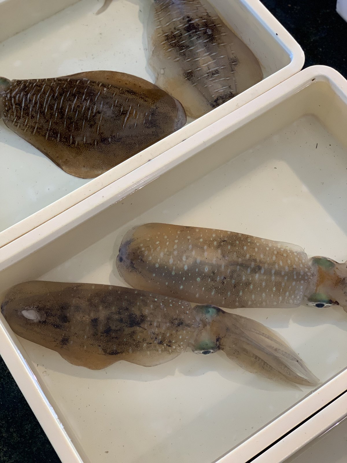 あおりいか あおりいか | つりや