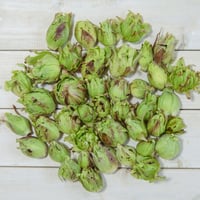 【他の山菜と同梱不可です】【天然物は香りが違う！！】春一番の贈り物　ほろ苦さがたまらない 天然ふきのとう