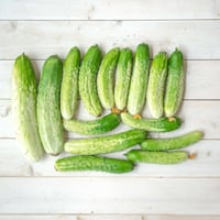 【お得なまとめ買い！！自家採種！！固定種のみ！！】自然栽培の半白きゅうり