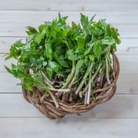 【山の香りが美味しい！！山菜の王様】採れたて天然しどけ約300g+オマケ1種