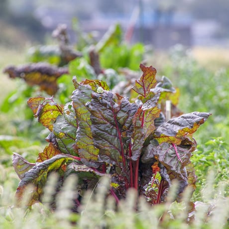 【とても希少な自然栽培＆固定種のみ】自然と一緒に育てた旬の野菜セット6~7種類