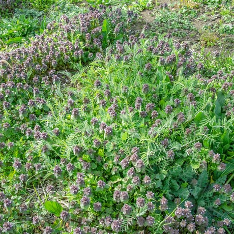 【とても希少な自然栽培＆固定種のみ】自然と一緒に育てた旬の野菜セット6~7種類