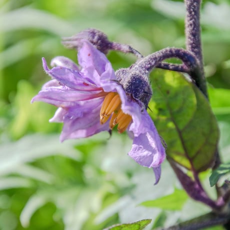 【とても希少な自然栽培＆固定種のみ】自然と一緒に育てた旬の野菜セット6~7種類