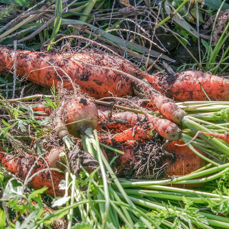 【とても希少な自然栽培＆固定種のみ】自然と一緒に育てた旬の野菜セット6~7種類