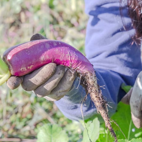 【とても希少な自然栽培＆固定種のみ】自然と一緒に育てた旬の野菜セット6~7種類