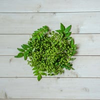 【ピリリと辛い和のハーブ】山椒の実