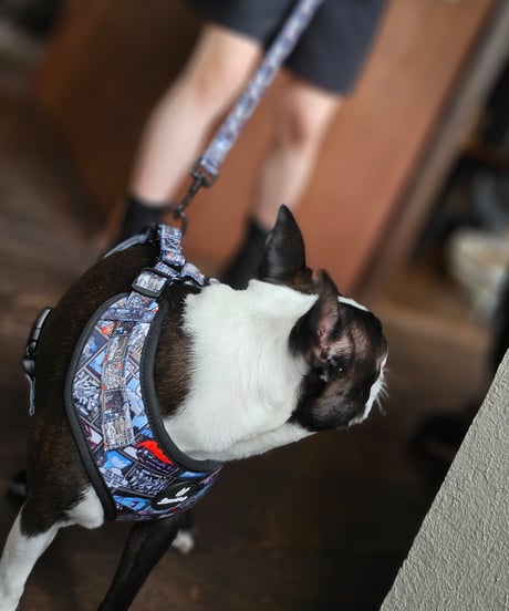 DOG harness+Belt/Ring-Gong Biscuit