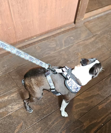 DOG harness+Belt/Ring-Gong Biscuit