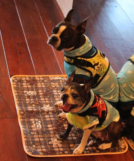 CB dogs Cafe Mat/Cafe Toricot