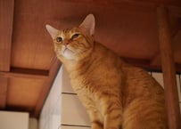 コロニャに負けるニャ　ネコリパ大阪応援！ねこ写真　[とーら]