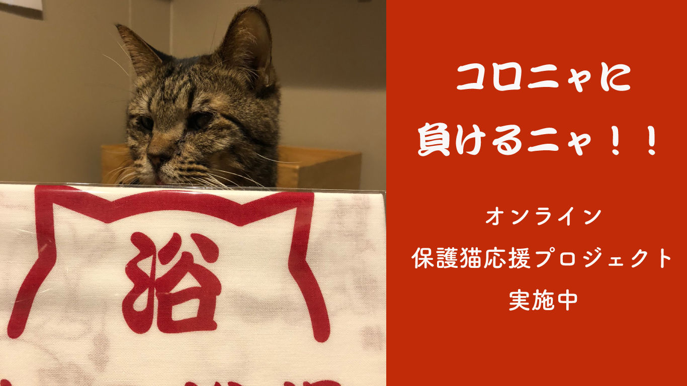 コロニャに負けるニャ！実施中