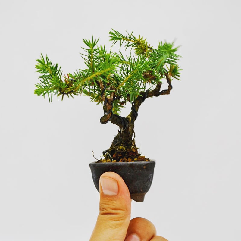 杜松　トショウ トショウ（としょう・杜松）松柏盆栽の「販売と育て方・作り方」