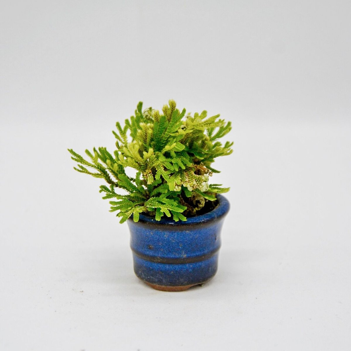 岩檜葉・黄金鶴 : イワヒバ | OMOTE TO URA