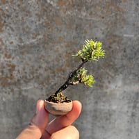 杜松 : トショウ(一蒼鉢)