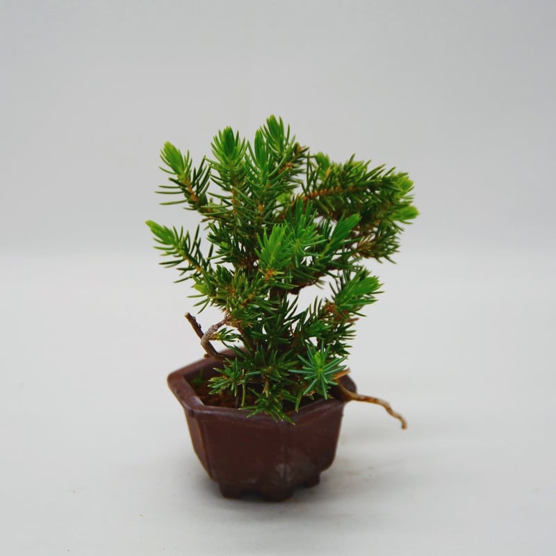 杜松 : トショウ | OMOTE TO URA