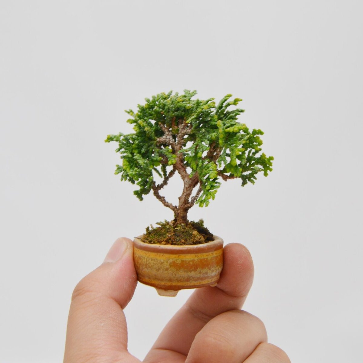 津山八房桧：ツヤマヤツブサヒノキ | OMOTE TO URA