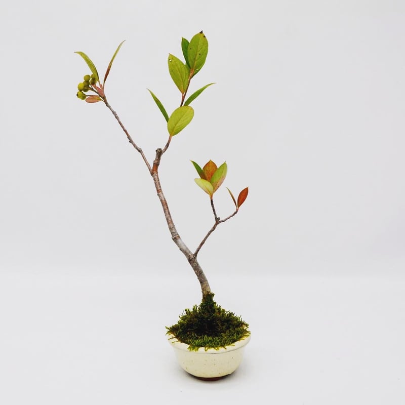 西洋カマツカ（盆栽持ち込み古い） 西洋カマツカ（盆栽持ち込み古い）