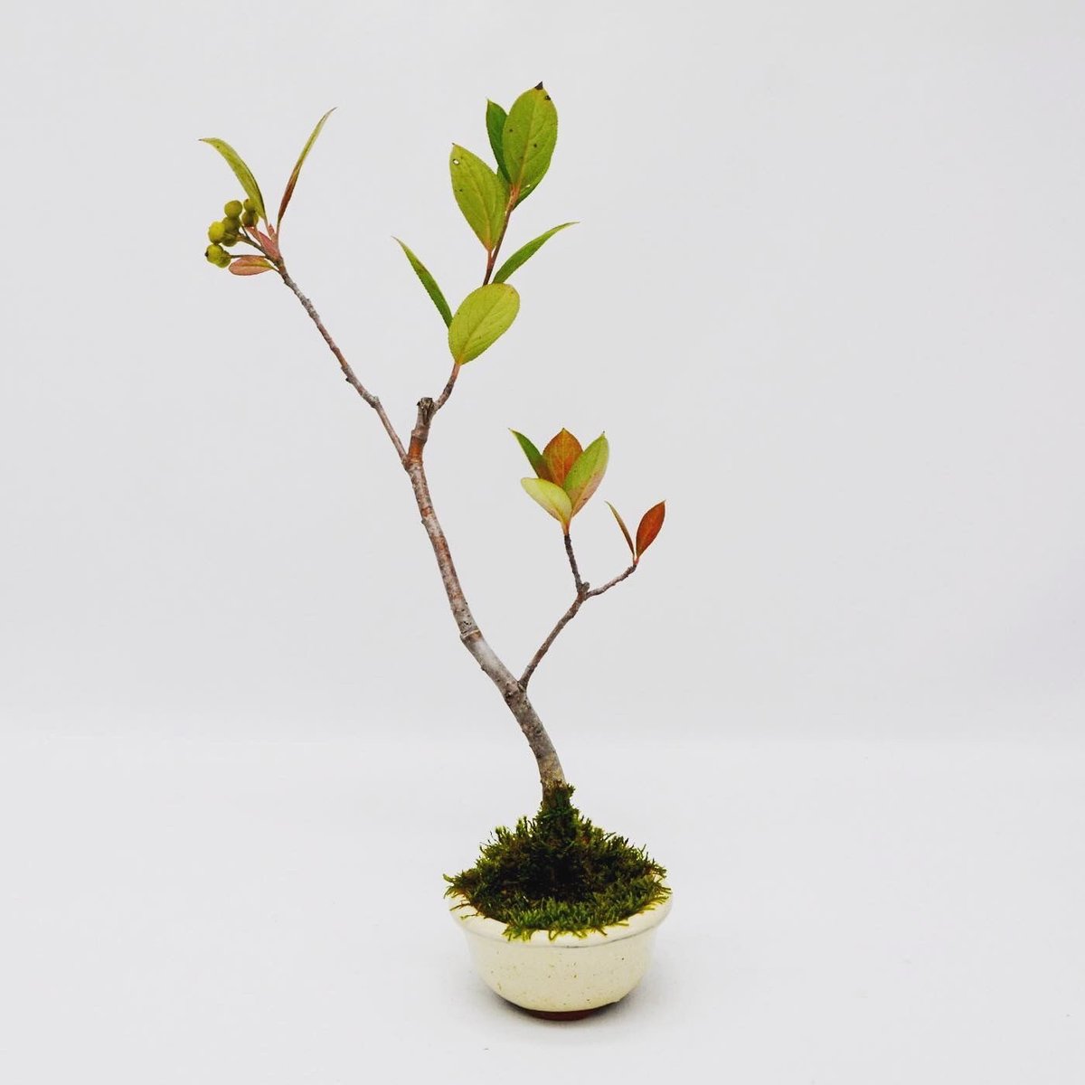 西洋カマツカ（盆栽持ち込み古い） セイヨウカマツカ（せいようかまつか・西洋鎌柄）実もの盆栽の「販売と