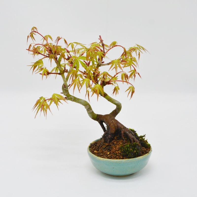 織姫紅葉：オリヒメモミジ | OMOTE TO URA