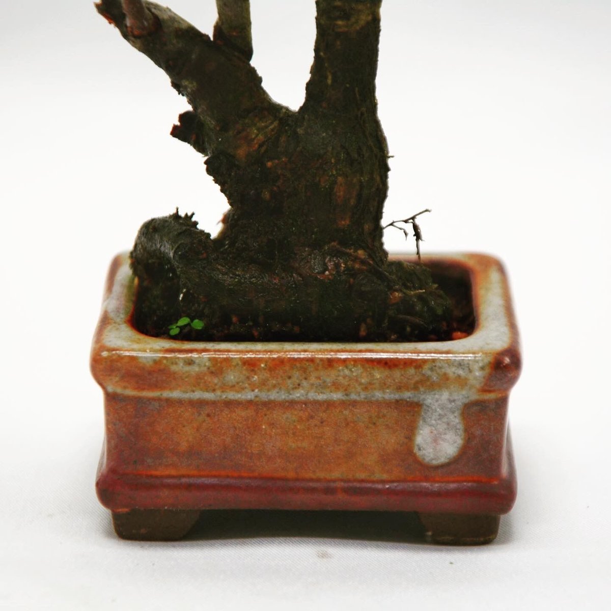 西洋鎌柄：セイヨウカマツカ | OMOTE TO URA