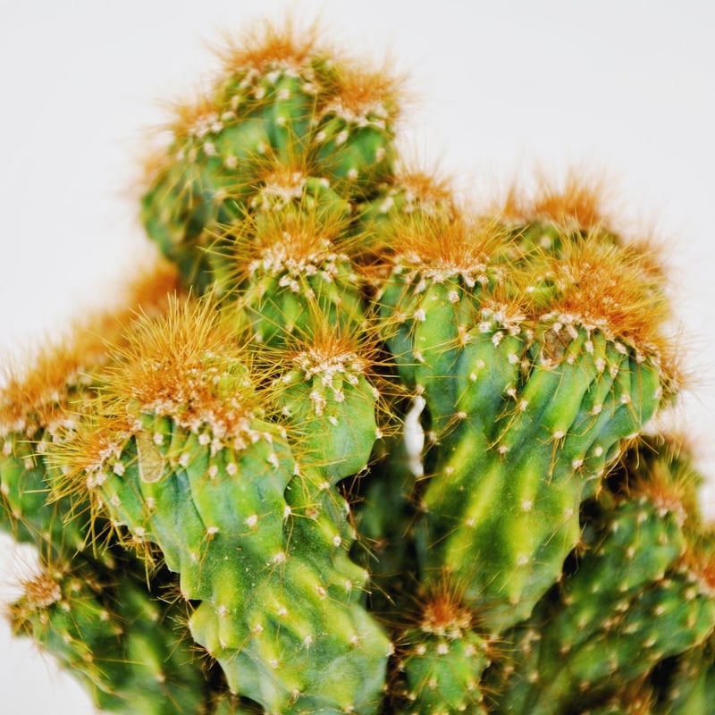 Cereus variabilis f. monst：セレウス・金獅子 | OMOTE TO URA