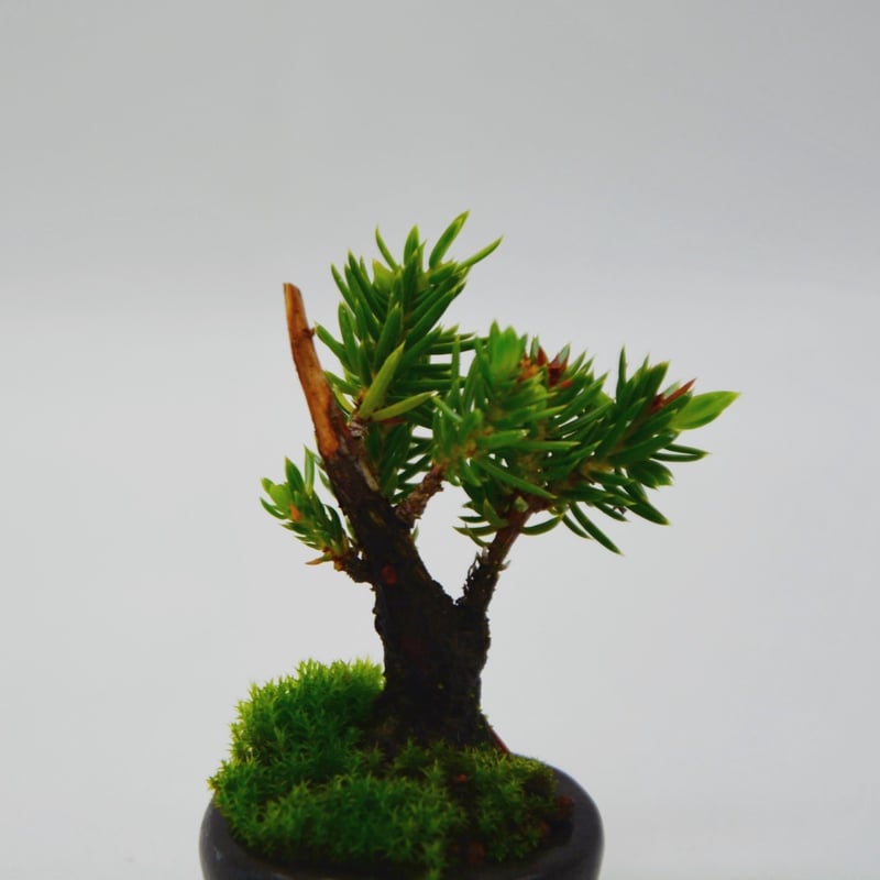 杜松 : トショウ | OMOTE TO URA