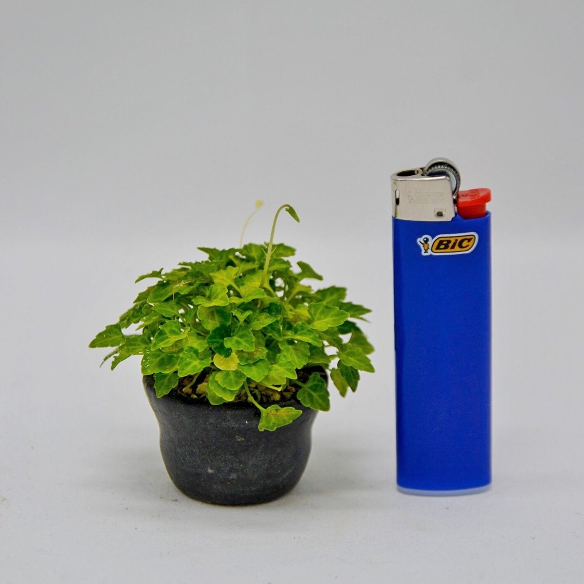 八重山屋久島菫：ヤエヤマヤクシマスミレ | OMOTE TO URA