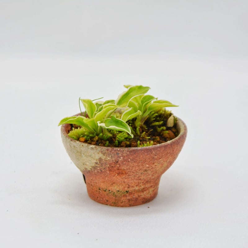 斑入り屋久島擬宝珠：斑入りヤクシマギボウシ | OMOTE TO URA