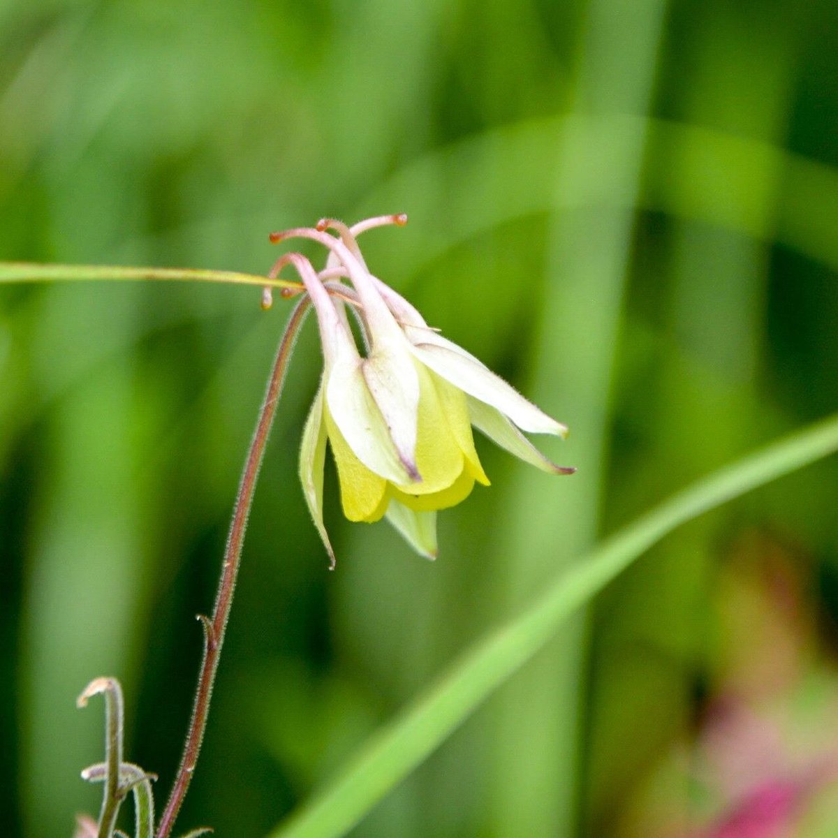 黄花山苧環（キバナノヤマオダマキ） 種子50粒 | OMOTE TO URA