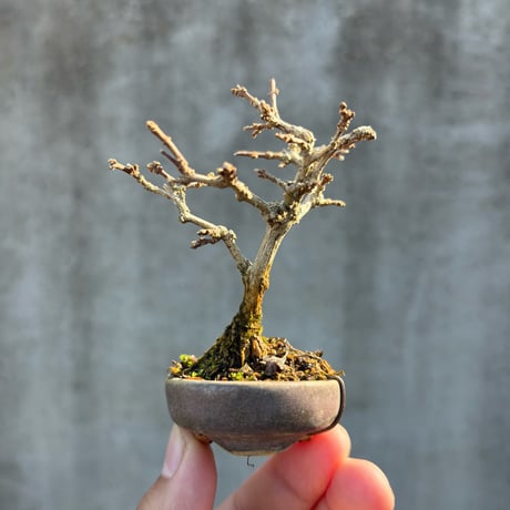 匂楓／朝登鉢