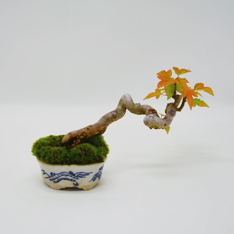 盆栽 唐楓 トウカエデ 六角形鉢 盆栽 トウカエデ盆栽 唐楓（とうかえで